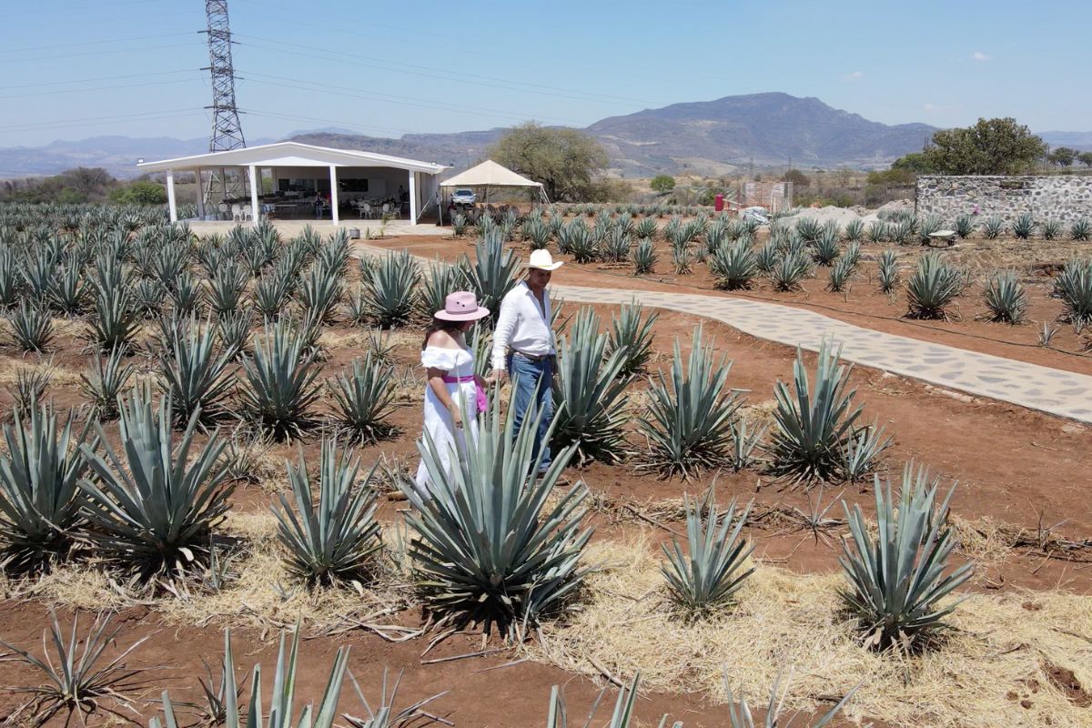 Visita a los campos de agave